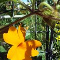 Thunbergia gregorii Mango' fleur